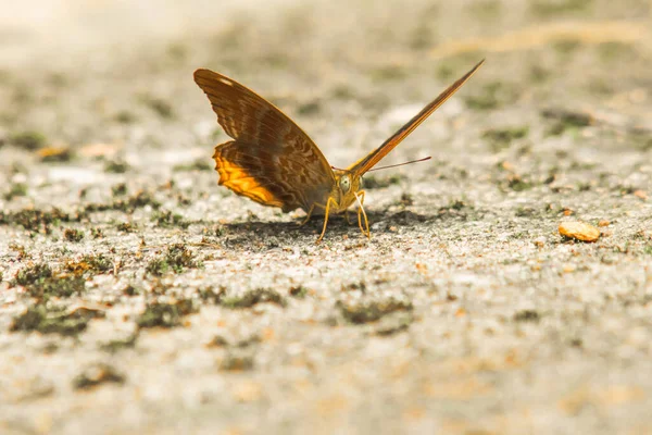 Название Семейства Семейство Кистоногих Бабочек Nymphalidae Скалистом Грунте Описание Крылья — стоковое фото