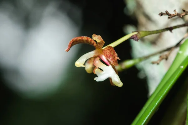 Eine Winzige Lila Orchidee Blüht Mit Einem Strauß Weißer Staubgefäße — Stockfoto