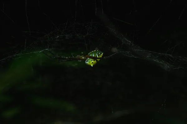 多色Argiope Spider有一个色彩鲜明的腹部 — 图库照片