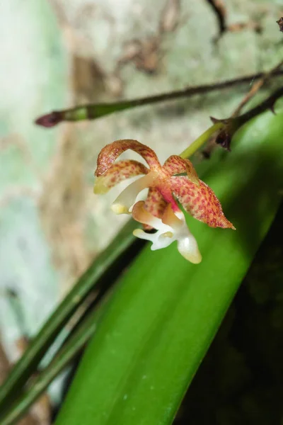 Eine Winzige Lila Orchidee Blüht Mit Einem Strauß Weißer Staubgefäße — Stockfoto