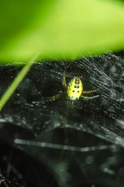 Многоцветный Argiope Spider Имеет Отчетливо Окрашенный Живот — стоковое фото