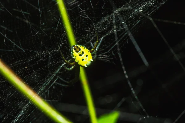 Multi Colorido Argiope Spider Tem Uma Barriga Distintamente Colorida — Fotografia de Stock