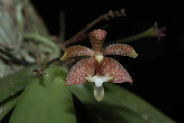 Eine Winzige Lila Orchidee Blüht Mit Einem Strauß Weißer Staubgefäße — Stockfoto