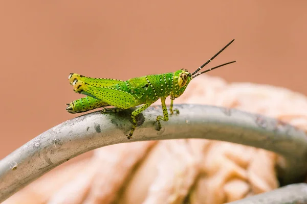 Green Grasshopper Has Colorful Pattern Its Body — Stock Photo, Image