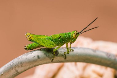 Yeşil çekirgenin vücudunda renkli bir desen vardır.