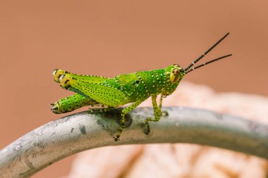Yeşil çekirgenin vücudunda renkli bir desen vardır.