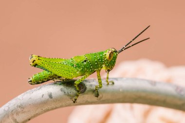 Yeşil çekirgenin vücudunda renkli bir desen vardır.
