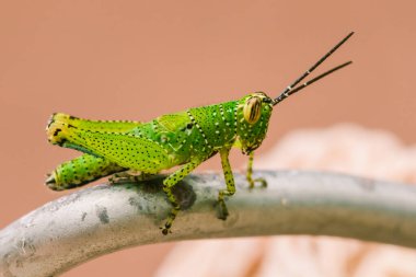 Yeşil çekirgenin vücudunda renkli bir desen vardır.
