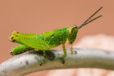 Yeşil çekirgenin vücudunda renkli bir desen vardır.
