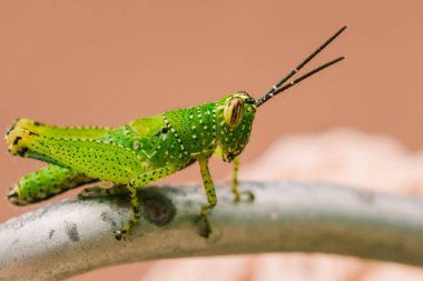 Yeşil çekirgenin vücudunda renkli bir desen vardır.