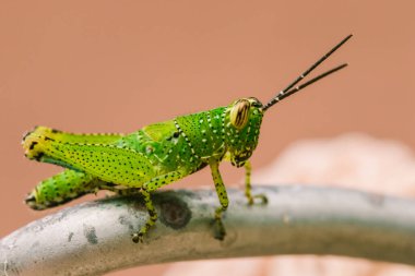 Yeşil çekirgenin vücudunda renkli bir desen vardır.