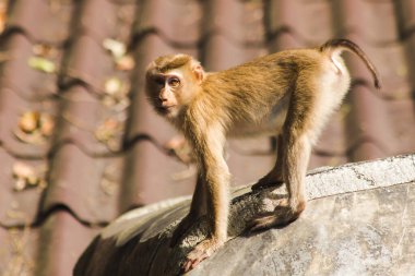 Çatıdaki Kuzey At Kuyruklu Macaque kısa şişman bir makaktır. Kısa, gri ya da kahverengi kürk oldukça uzun sayfa başındaki saç kısa, gri ya da kahverengi.