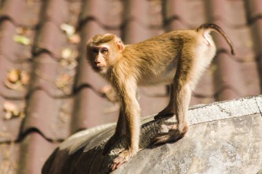 Çatıdaki Kuzey At Kuyruklu Macaque kısa şişman bir makaktır. Kısa, gri ya da kahverengi kürk oldukça uzun sayfa başındaki saç kısa, gri ya da kahverengi.