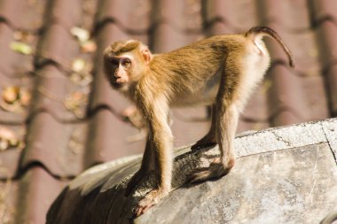 Çatıdaki Kuzey At Kuyruklu Macaque kısa şişman bir makaktır. Kısa, gri ya da kahverengi kürk oldukça uzun sayfa başındaki saç kısa, gri ya da kahverengi.