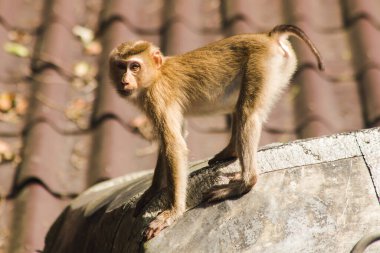 Çatıdaki Kuzey At Kuyruklu Macaque kısa şişman bir makaktır. Kısa, gri ya da kahverengi kürk oldukça uzun sayfa başındaki saç kısa, gri ya da kahverengi.