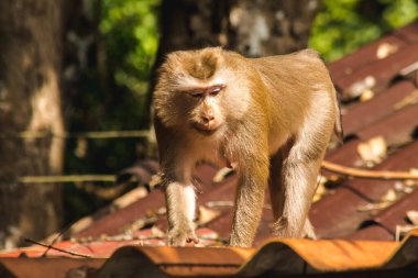 Çatıdaki Kuzey At Kuyruklu Macaque kısa şişman bir makaktır. Kısa, gri ya da kahverengi kürk oldukça uzun sayfa başındaki saç kısa, gri ya da kahverengi.