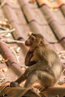 Çatıdaki Kuzey At Kuyruklu Macaque kısa şişman bir makaktır. Kısa, gri ya da kahverengi kürk oldukça uzun sayfa başındaki saç kısa, gri ya da kahverengi.