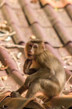 Çatıdaki Kuzey At Kuyruklu Macaque kısa şişman bir makaktır. Kısa, gri ya da kahverengi kürk oldukça uzun sayfa başındaki saç kısa, gri ya da kahverengi.