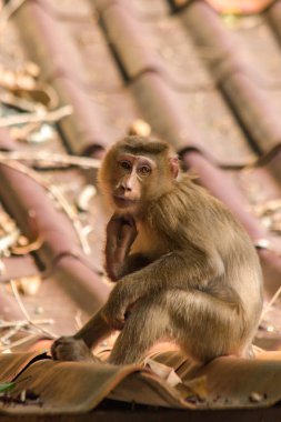 Çatıdaki Kuzey At Kuyruklu Macaque kısa şişman bir makaktır. Kısa, gri ya da kahverengi kürk oldukça uzun sayfa başındaki saç kısa, gri ya da kahverengi.