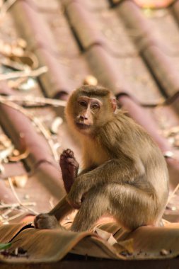 Çatıdaki Kuzey At Kuyruklu Macaque kısa şişman bir makaktır. Kısa, gri ya da kahverengi kürk oldukça uzun sayfa başındaki saç kısa, gri ya da kahverengi.