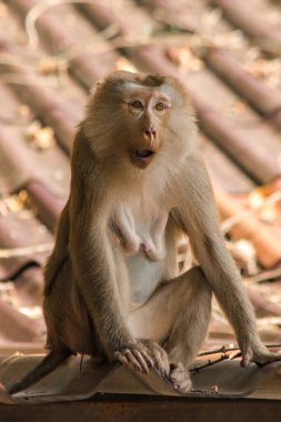 Çatıdaki Kuzey At Kuyruklu Macaque kısa şişman bir makaktır. Kısa, gri ya da kahverengi kürk oldukça uzun sayfa başındaki saç kısa, gri ya da kahverengi.