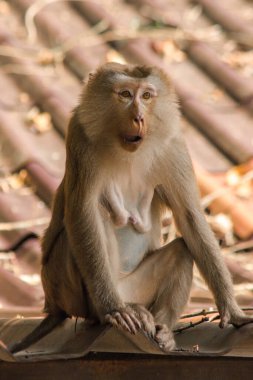 Çatıdaki Kuzey At Kuyruklu Macaque kısa şişman bir makaktır. Kısa, gri ya da kahverengi kürk oldukça uzun sayfa başındaki saç kısa, gri ya da kahverengi.