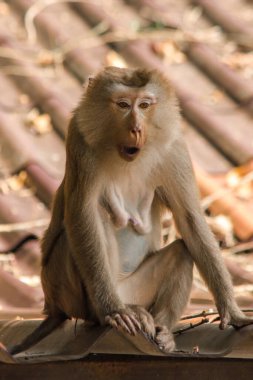 Çatıdaki Kuzey At Kuyruklu Macaque kısa şişman bir makaktır. Kısa, gri ya da kahverengi kürk oldukça uzun sayfa başındaki saç kısa, gri ya da kahverengi.