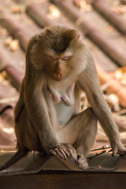 Çatıdaki Kuzey At Kuyruklu Macaque kısa şişman bir makaktır. Kısa, gri ya da kahverengi kürk oldukça uzun sayfa başındaki saç kısa, gri ya da kahverengi.