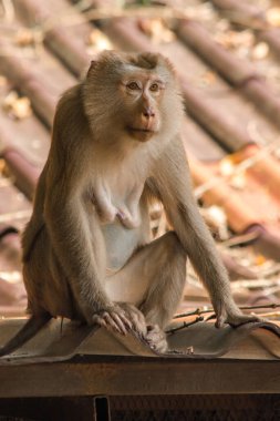Çatıdaki Kuzey At Kuyruklu Macaque kısa şişman bir makaktır. Kısa, gri ya da kahverengi kürk oldukça uzun sayfa başındaki saç kısa, gri ya da kahverengi.