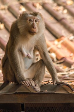 Çatıdaki Kuzey At Kuyruklu Macaque kısa şişman bir makaktır. Kısa, gri ya da kahverengi kürk oldukça uzun sayfa başındaki saç kısa, gri ya da kahverengi.