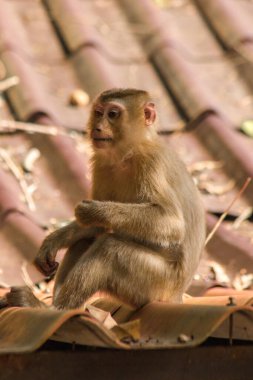 Çatıdaki Kuzey At Kuyruklu Macaque kısa şişman bir makaktır. Kısa, gri ya da kahverengi kürk oldukça uzun sayfa başındaki saç kısa, gri ya da kahverengi.