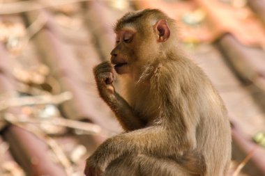 Çatıdaki Kuzey At Kuyruklu Macaque kısa şişman bir makaktır. Kısa, gri ya da kahverengi kürk oldukça uzun sayfa başındaki saç kısa, gri ya da kahverengi.