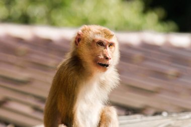 Çatıdaki Kuzey At Kuyruklu Macaque kısa şişman bir makaktır. Kısa, gri ya da kahverengi kürk oldukça uzun sayfa başındaki saç kısa, gri ya da kahverengi.