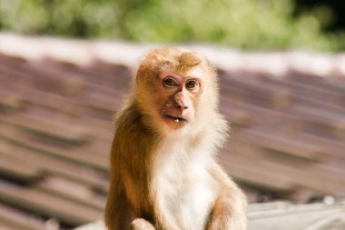 Çatıdaki Kuzey At Kuyruklu Macaque kısa şişman bir makaktır. Kısa, gri ya da kahverengi kürk oldukça uzun sayfa başındaki saç kısa, gri ya da kahverengi.