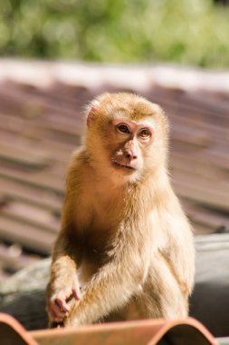 Çatıdaki Kuzey At Kuyruklu Macaque kısa şişman bir makaktır. Kısa, gri ya da kahverengi kürk oldukça uzun sayfa başındaki saç kısa, gri ya da kahverengi.