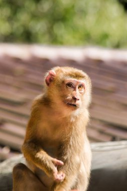 Çatıdaki Kuzey At Kuyruklu Macaque kısa şişman bir makaktır. Kısa, gri ya da kahverengi kürk oldukça uzun sayfa başındaki saç kısa, gri ya da kahverengi.
