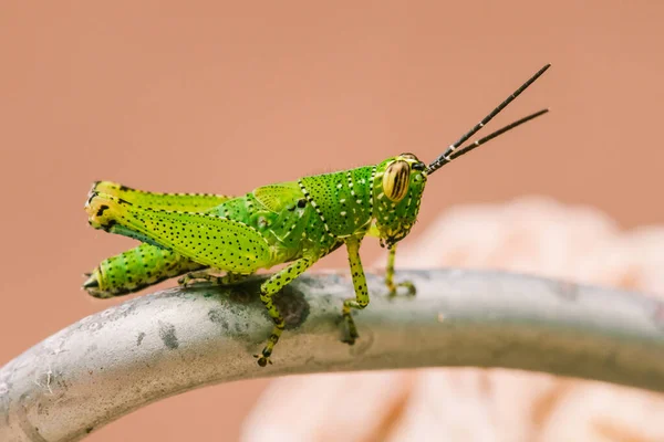 Den Gröna Gräshoppan Har Ett Färgstarkt Mönster Sin Kropp — Stockfoto