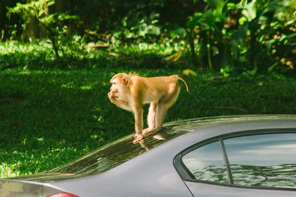 Macaco Cauda Porco Norte Forte Curto Cauda Curta Pele Marrom — Fotografia de Stock