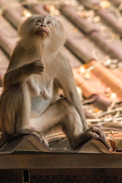 Çatıdaki Kuzey At Kuyruklu Macaque kısa şişman bir makaktır. Kısa, gri ya da kahverengi kürk oldukça uzun sayfa başındaki saç kısa, gri ya da kahverengi.