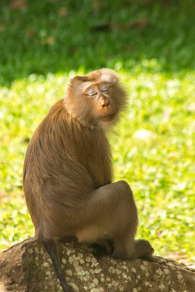 Kuzey Kuyruklu Macaque Bir Kayanın Üzerine Tünemişti — Stok fotoğraf