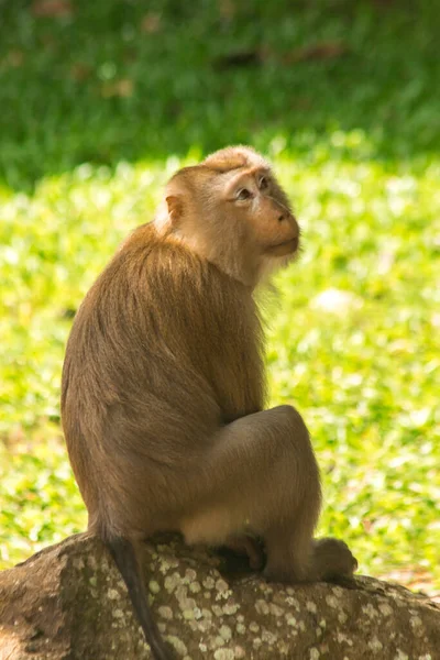 Northern Pig-tailed Macaque perched on a rock
