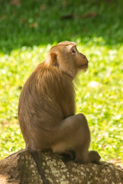 Macaque Queue Porc Nord Est Fort Court Queue Courte Fourrure — Photo