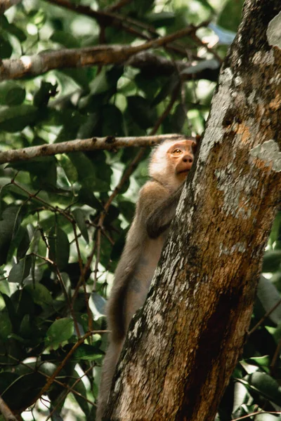 Macaco Cola Cerdo Del Norte Fuerte Corto Cola Corta Piel —  Fotos de Stock