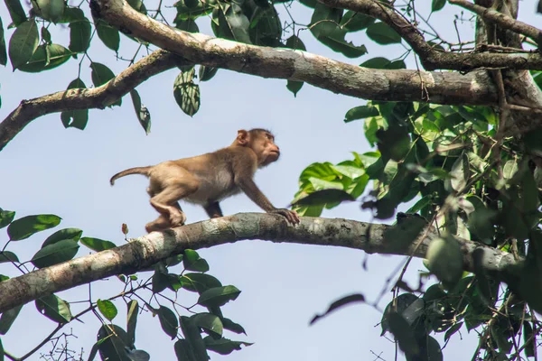 Northern pig-tailed macaque is a short fort, short tail, grayish-brown fur