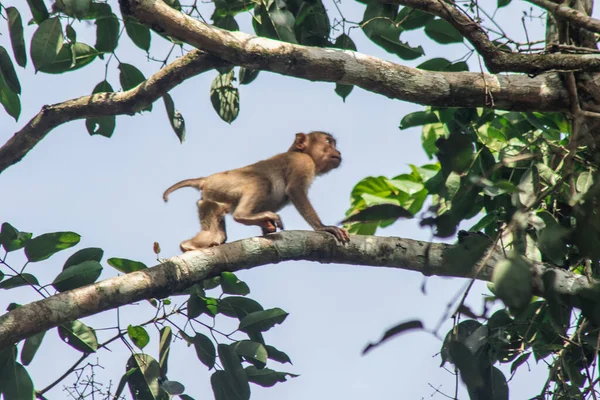 Northern pig-tailed macaque is a short fort, short tail, grayish-brown fur