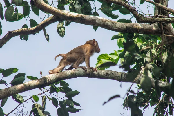 Northern pig-tailed macaque is a short fort, short tail, grayish-brown fur