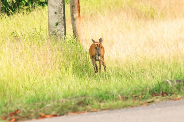 ムニタクス ヴァギナリス Muntiacus Vaginalis 草や森で一人暮らしを好む小さな葉物鹿である — ストック写真