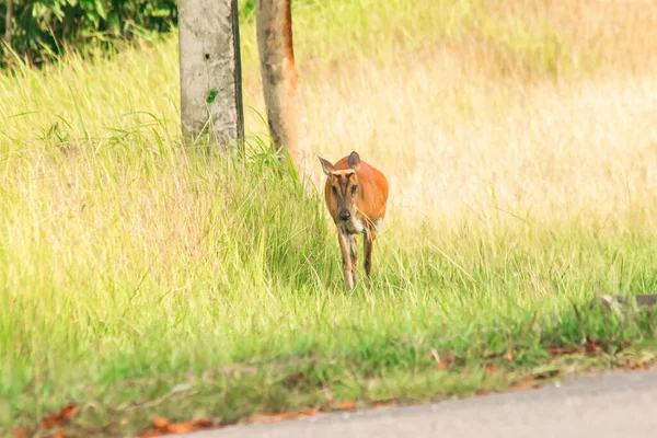 Barking Deer Muntiacus Vaginalis Pequeno Veado Comedor Folhas Que Prefere — Fotografia de Stock