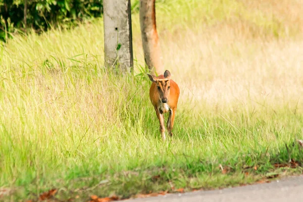 Barking Deer Muntiacus Vaginalis Small Leaf Eating Deer Prefers Live — Stock Photo, Image