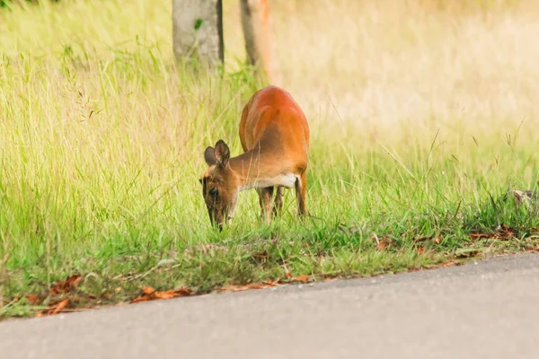 Barking Deer Muntiacus Vaginalis Small Leaf Eating Deer Prefers Live — Stock Photo, Image